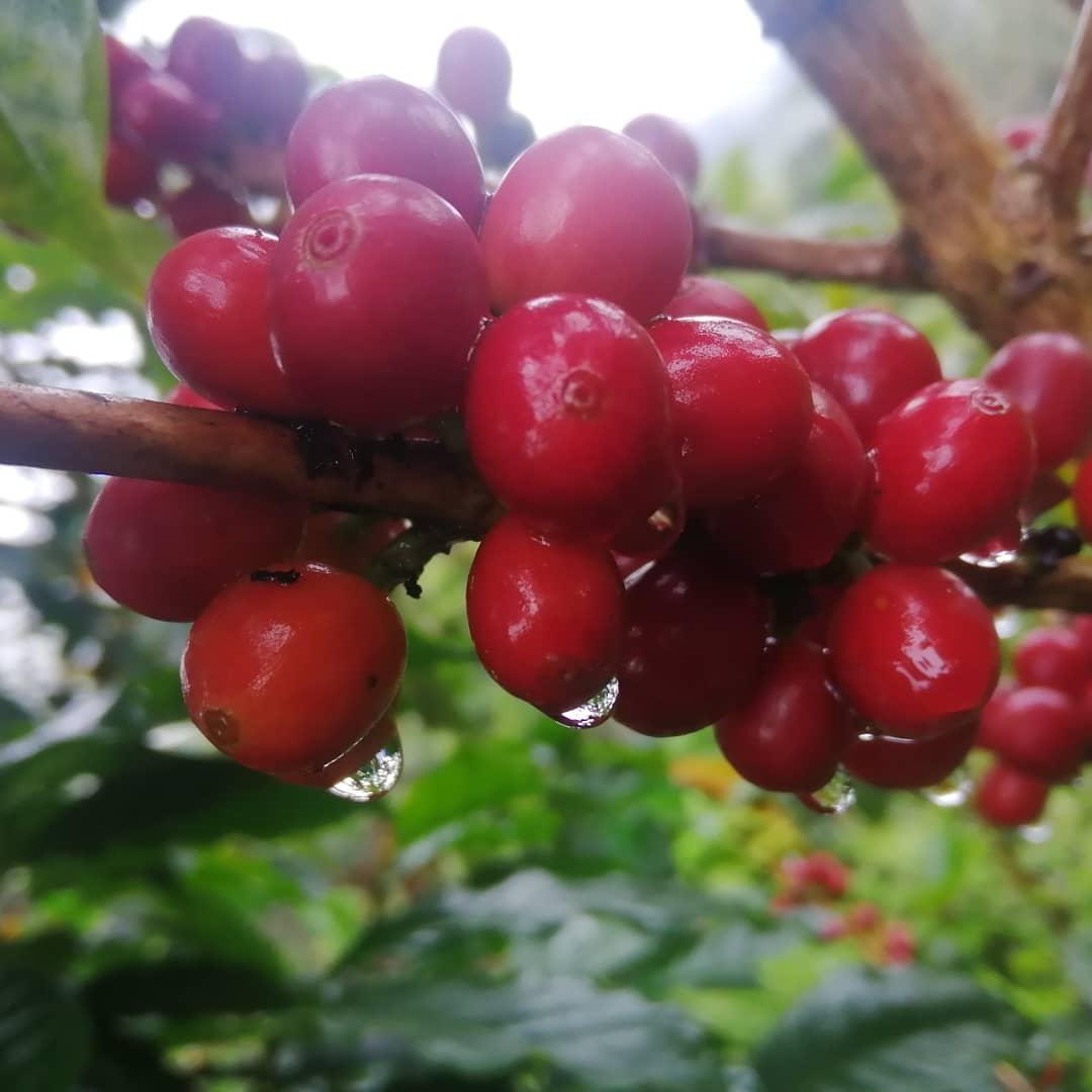  Coffee Beans 1.jpg