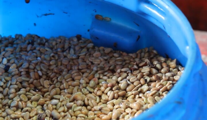 Fermentation process 2.jpg