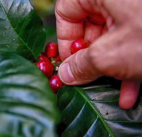 Santa Rita