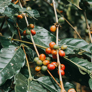 CAFE VERDE KENYA AA SL28 WASHED X60KG GPB 
