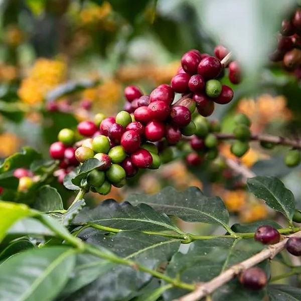 Acacia - Core Coffee