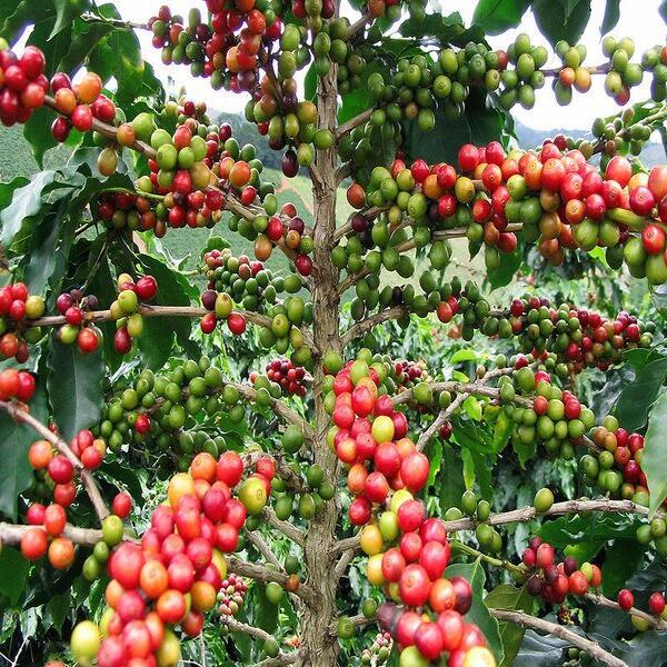 La Esperanza