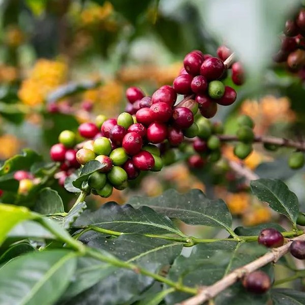 Guatemala Ceiba