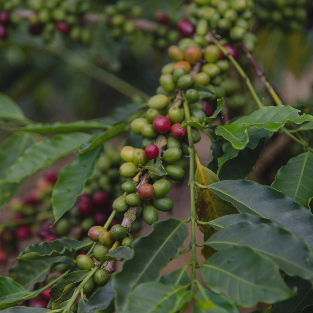 CAFE VERDE BRASIL OLHOS DAGUA THULIO MARCOS NATURAL 60KG GPB