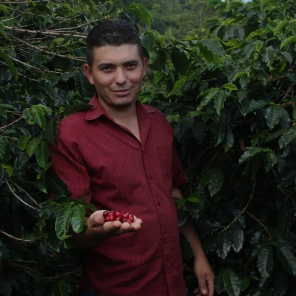 CAFE VERDE HONDURAS YELTSIN SAGASTUME PARAINEMA HONEY 69KG GPB