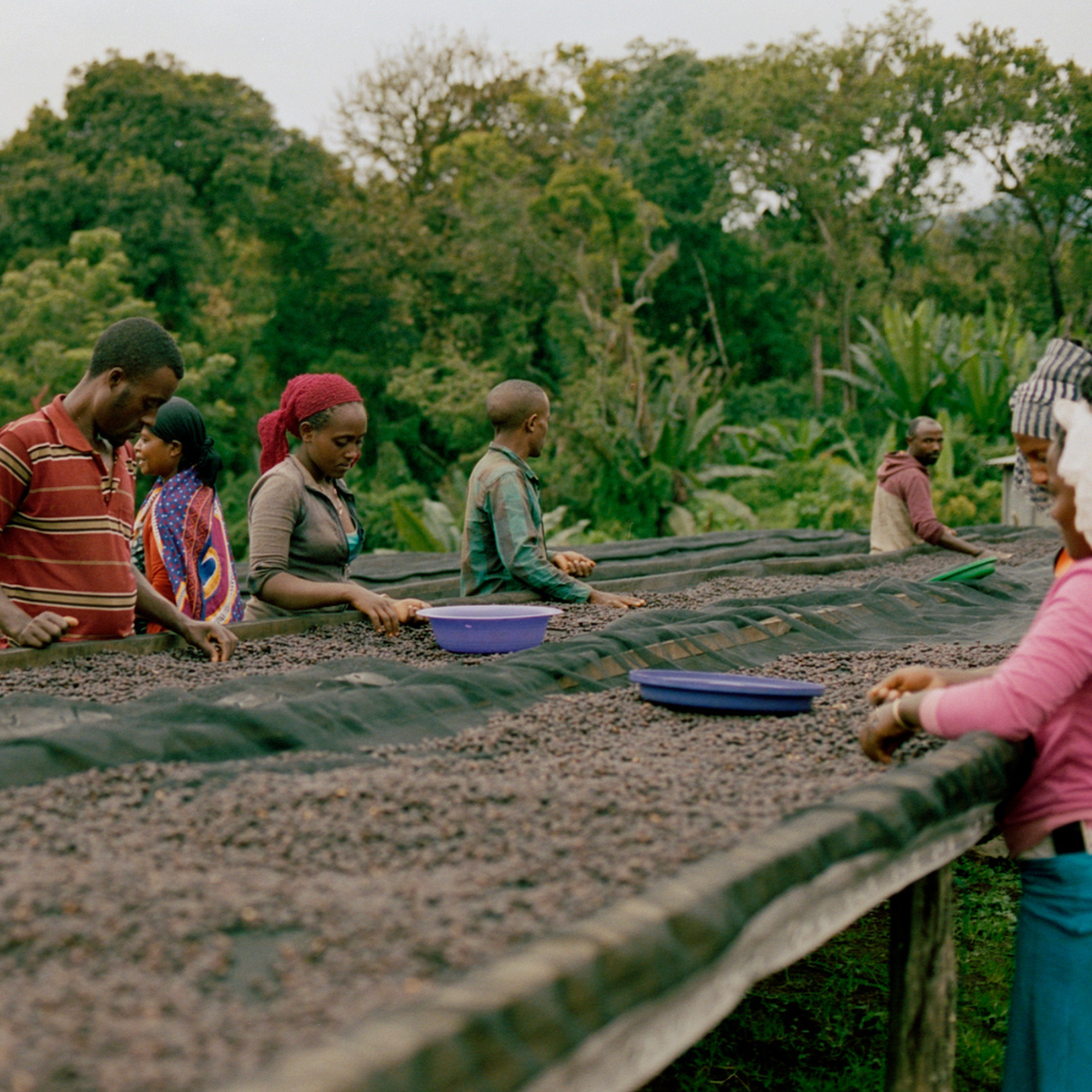 CAFE VERDE ETIOPIA BUKU HAMBELA ANAEROBICO NATURAL X 60KG GPB