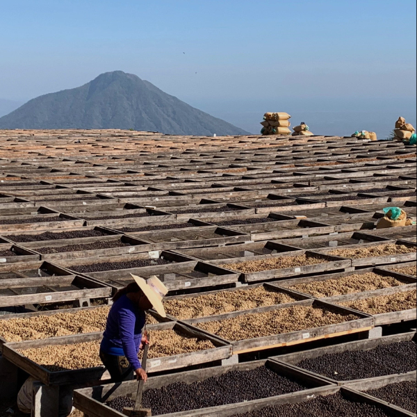 CAFE VERDE EL SALVADOR FINCA NAZARETH TYPICA NATURAL X 69KG GPB