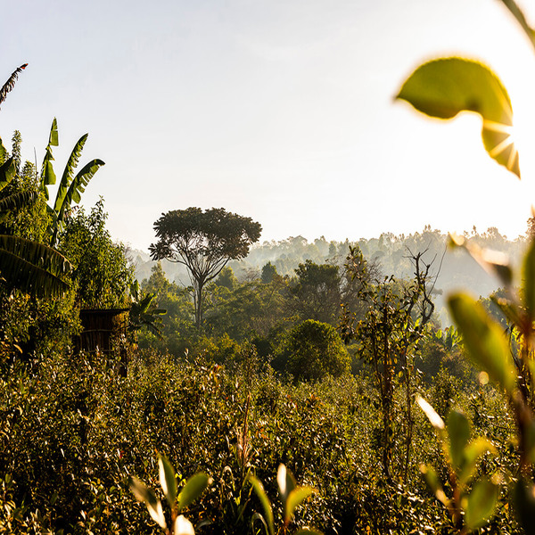 CAFE VERDE ETIOPIA ACACIA LIMMU KOSA G2 WASHED X60KG GPB