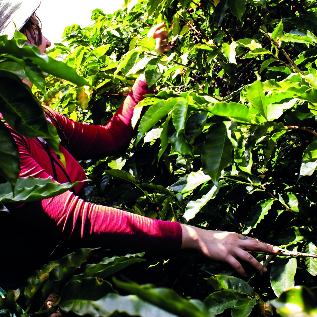 CAFE VERDE COLOMBIA EL PUENTE DECAFF WASHED x 70KG GPB