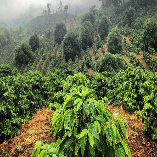 CAFE VERDE ETIOPIA KOKE G1 LOT.3 HONEY X 60 KG GPB