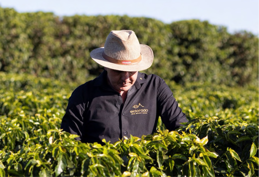 CAFÉ VERDE BRASIL DORADO RED CATUAI WASHED x 30KG VCP
