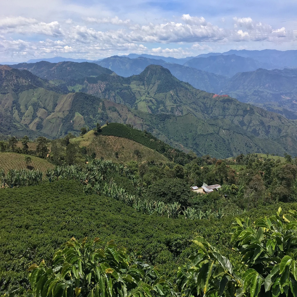 CAFE VERDE COLOMBIA EL PARAISO CATURRA NATURAL X 70KG GPB