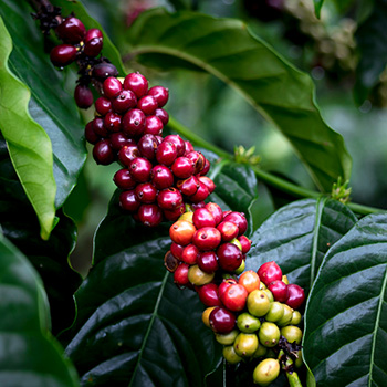 FS/KENYA SL-28 AB LAVADO