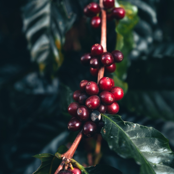 FS/KENYA AA SL28 WASHED LAVADO