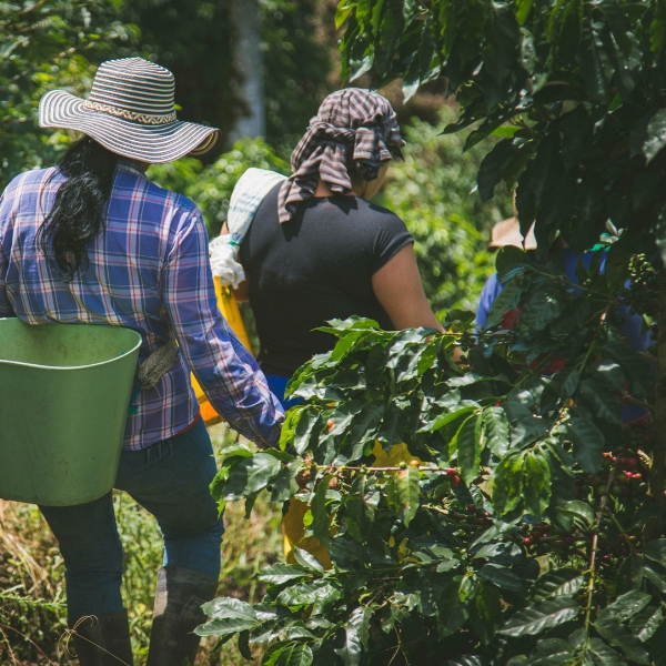 CAFE VERDE COLOMBIA LA ESTRELLA GEISHA NATURAL X 70KG GPB