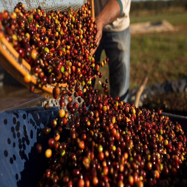 FS/ CAFE VERDE BRASIL CHAPADO DE FERRO RED CATUAI NATURAL ANAEROBIC X 60KG GPB