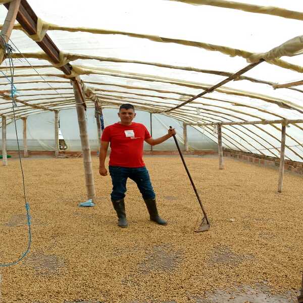 FS / CAFE VERDE COLOMBIA LOS OLIVOS PINK BOURBON HONEY X 35KG GPB 