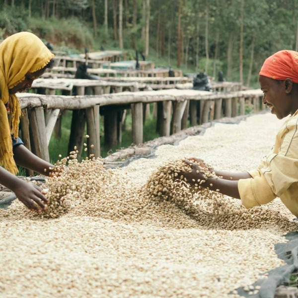 FS/CAFE VERDE RUANDA LIZA G1 RED BOURBON WASHED X60KG GPB 
