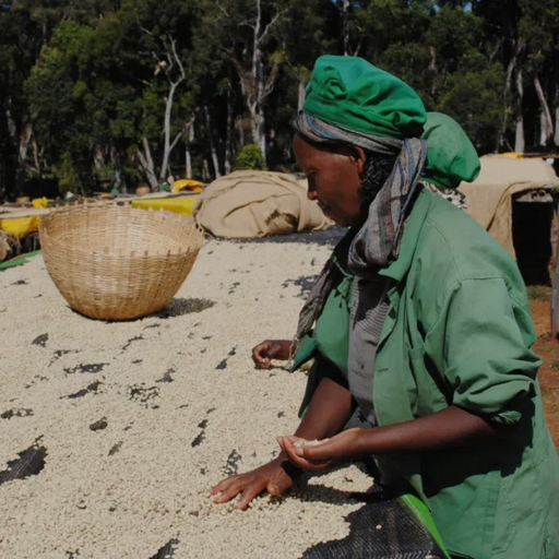 [P004125#3] CAFE VERDE ETIOPIA CHELBESA LOT 419 LAVADO X 60 KG GPB