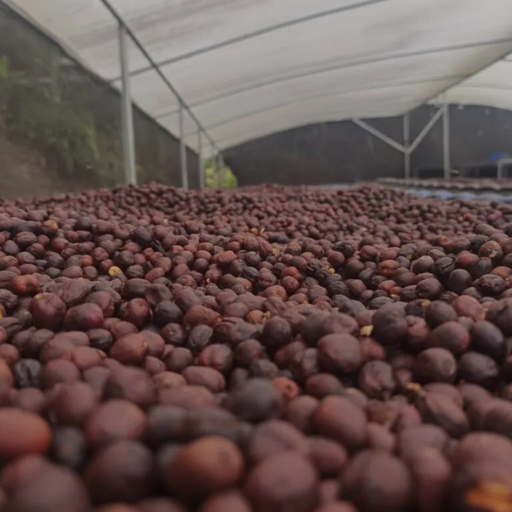 [P004115#1] CAFE VERDE COSTA RICA DON SENEL MICROMILL VILLA SARCHI NATURAL 69 KG GPB