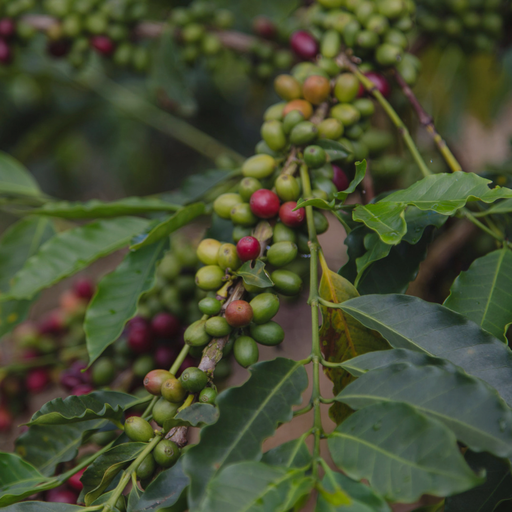 [P004409#5] CAFE VERDE BRASIL OLHOS DAGUA THULIO MARCOS NATURAL 60KG GPB