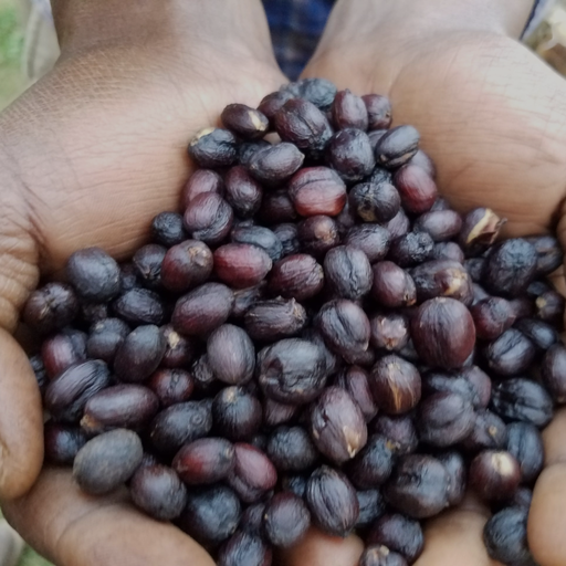 [P004763#1] CAFE VERDE ETIOPIA NATURAL CHELCHELE ORGANIC X 60KG GPB