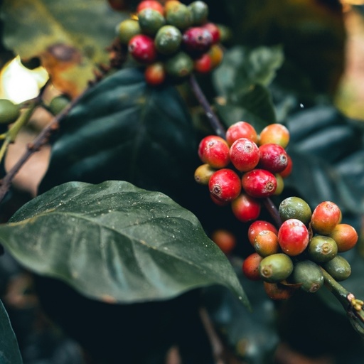 [FF002KENSB] CAFE VERDE KENYA AB SL28 WASHED X60KG GPB