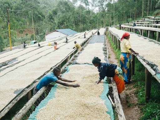 [FF002RUASB] CAFE VERDE RUANDA LIZA RED BOURBON RABC15 NATURAL X 60KG GPB