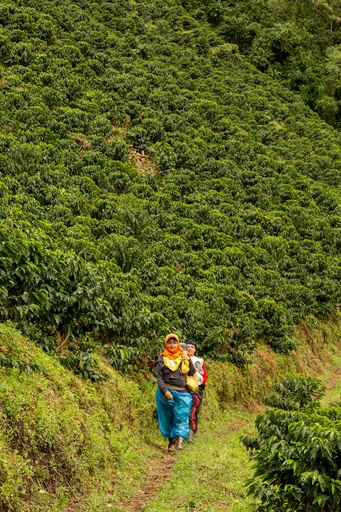 [FF006CCL] CAFE VERDE COLOMBIA LA RESERVA CHIROSO HONEY X 35KG GPB