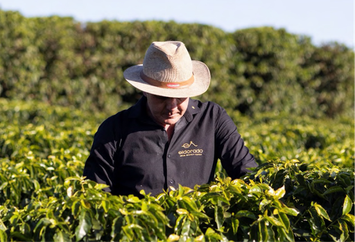 [FF001DW] CAFÉ VERDE BRASIL DORADO RED CATUAI WASHED x 30KG VCP