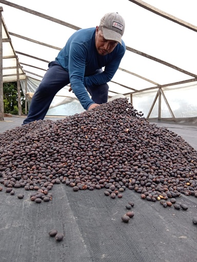 [FF0014CCL] CAFE VERDE COLOMBIA LOS PINOS PINK BOURBON WASHED X 35KG GPB