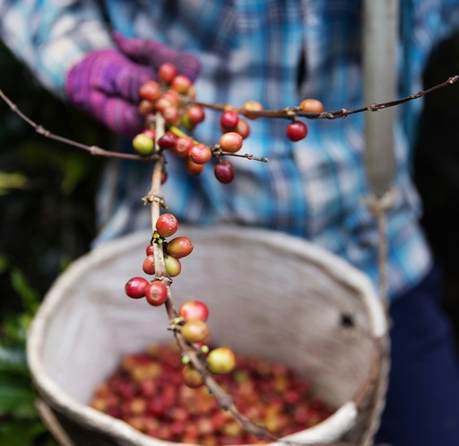 [PFS006CCL] FS/COLOMBIA LA RESERVA CHIROSO HONEY