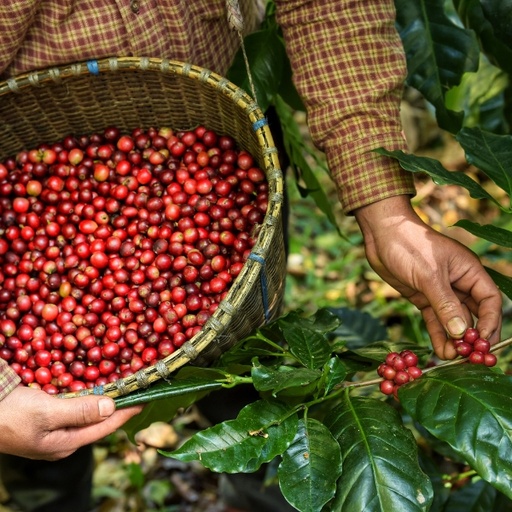 [FF002C1] CAFE VERDE COLOMBIA EL PUENTE WASHED X 70KG GPB