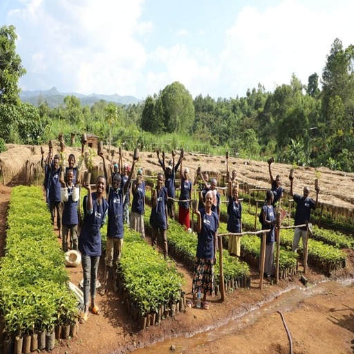 [PFS06486#3] FS/CAFE VERDE ETIOPIA GUJI MEGADU G1 ANAEROBIC NATURAL X 60KG GPB 